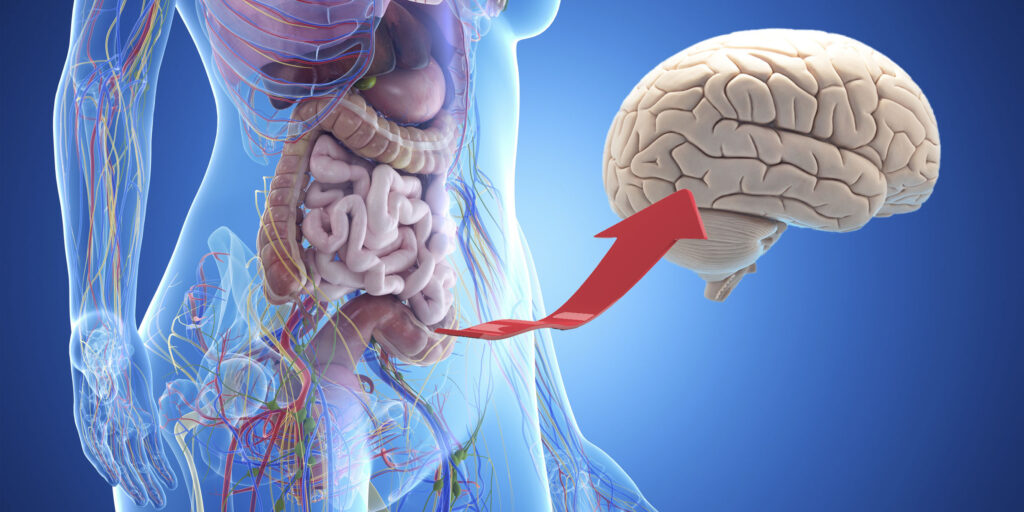 Microbiote intestinal et la diététique, et découvrez pourquoi notre flore intestinale est souvent appelée notre 'deuxième cerveau'.